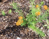 aesclepias tuberosa 6-10.jpg